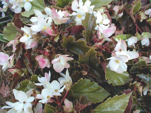 B. ‘Meribel’